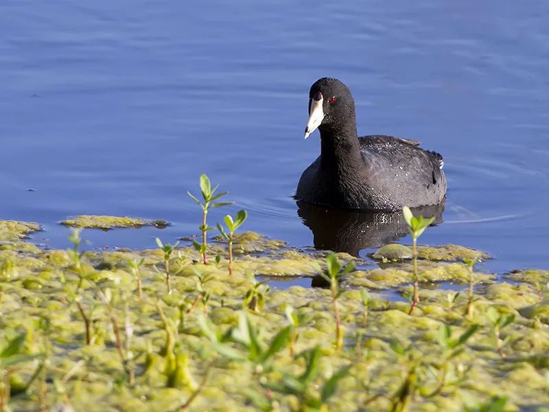 Tohokepaliga Lake, Kissimmee, Florida