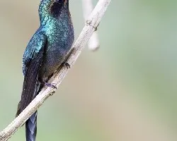 Phaethornis guy