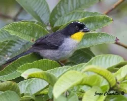 Atlapetes albinucha