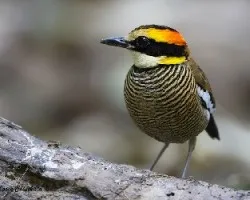 Pitta guajana