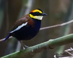 Pitta guajana