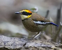Pitta guajana