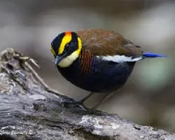 Pitta guajana