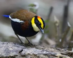 Pitta guajana