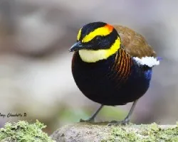 Pitta guajana