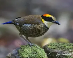 Pitta guajana