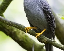 Myadestes melanops