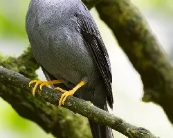 Myadestes melanops