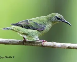 Cyanerpes cyaneus