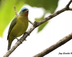 Euphonia elegantissima