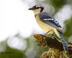 Cyanocitta cristata