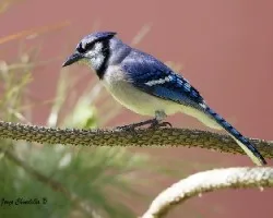 Cyanocitta cristata