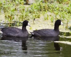 Fulica americana
