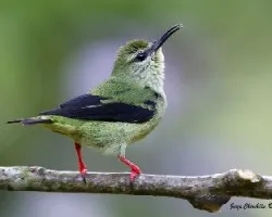 Cyanerpes cyaneus
