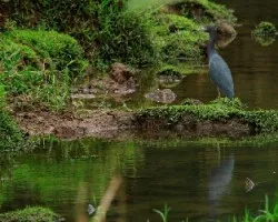 Egretta caerulea