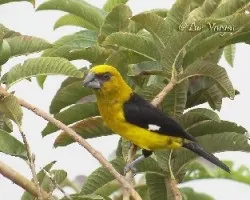 Pheucticus tibialis