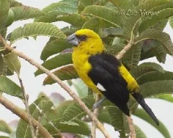 Pheucticus tibialis