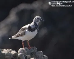 Arenaria interpres