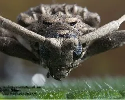 Insecto