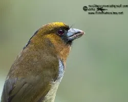 Semnornis frantzii
