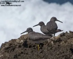Tringa incana