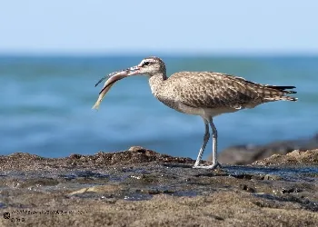 Numenius phaeopus
