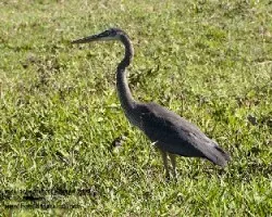 Ardea herodias