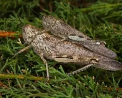 Anacridum aegyptium