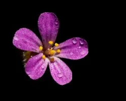 Geranium purpureum