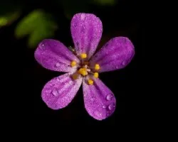 Geranium purpureum