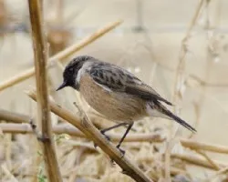 Saxicola dacotiae