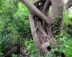 Ficus luschnathiana