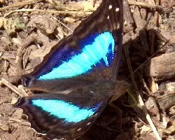 Doxocopa sp