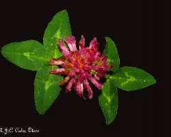 Trifolium pratense