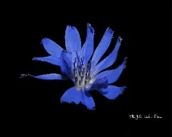 Cichorium intybus