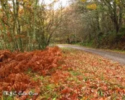 Un paseo de color