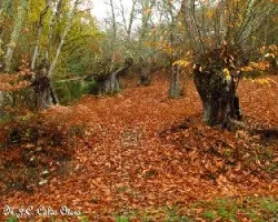 Un paseo de color