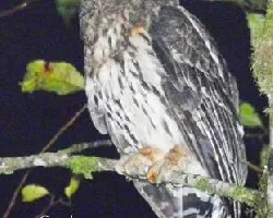 Ciccaba virgata