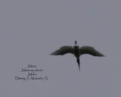 Jabiru mycteria