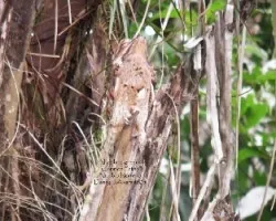 Nyctibius griseus