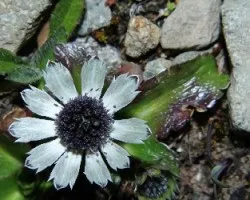 Flor