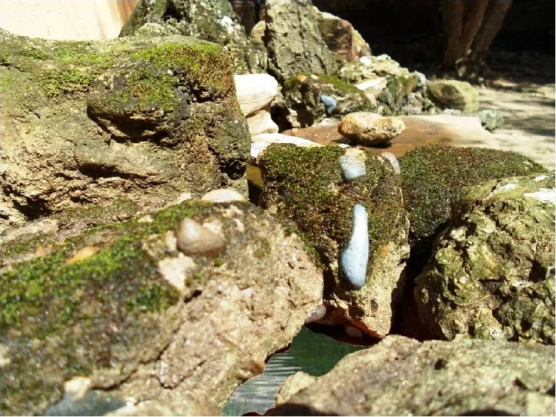 Pital, Baranoa Departamento Del Atlántico Colombia