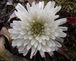 Taraxacum albidum