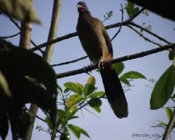 Ortalis ruficauda