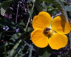 Ludwigia sp