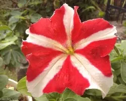 Petunia