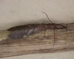 Insecto