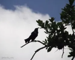Negro