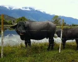 Búfalos