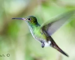 Heliodoxa jacula